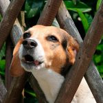 3 Consejos para aprender a calmar los ladridos de tu perro