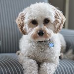 ¿Le ha afectado el confinamiento a tu perro tanto como a ti?