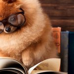 ¿Cómo afecta la vuelta al cole a mi perro y cómo afrontarlo?