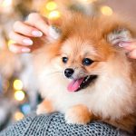 3 Cosas que debes tener en cuenta si tienes unas navidades perrunas